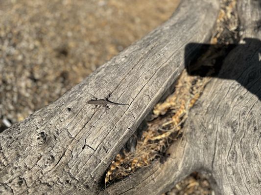 The Jail Tree by null