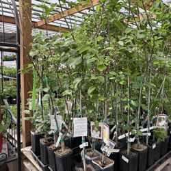 Rehm's Nursery and Garden Center