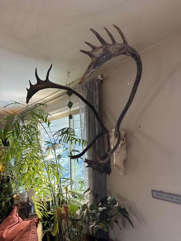 D & C Expediters & Taxidermy - taxidermy in Anchorage, AK