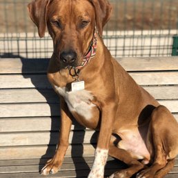 Akina K9 - Pet Training Near Me - Gilroy , California