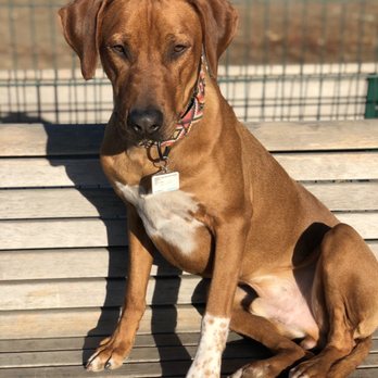 Akina K9 - Pet Training Near Me - Gilroy , California Akina K9 - Pet Training Near Me - Gilroy , California