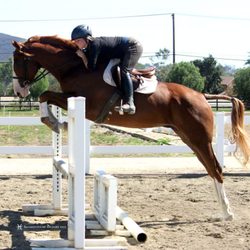 White Wolf Equestrian