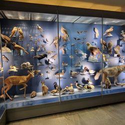 Naturkundemuseum - Tierpräparate