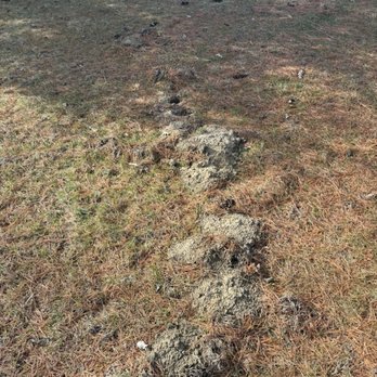 Luttenegger Wildlife Solutions - Mole damage - Wildlife Control Near Me - Burlington, Iowa