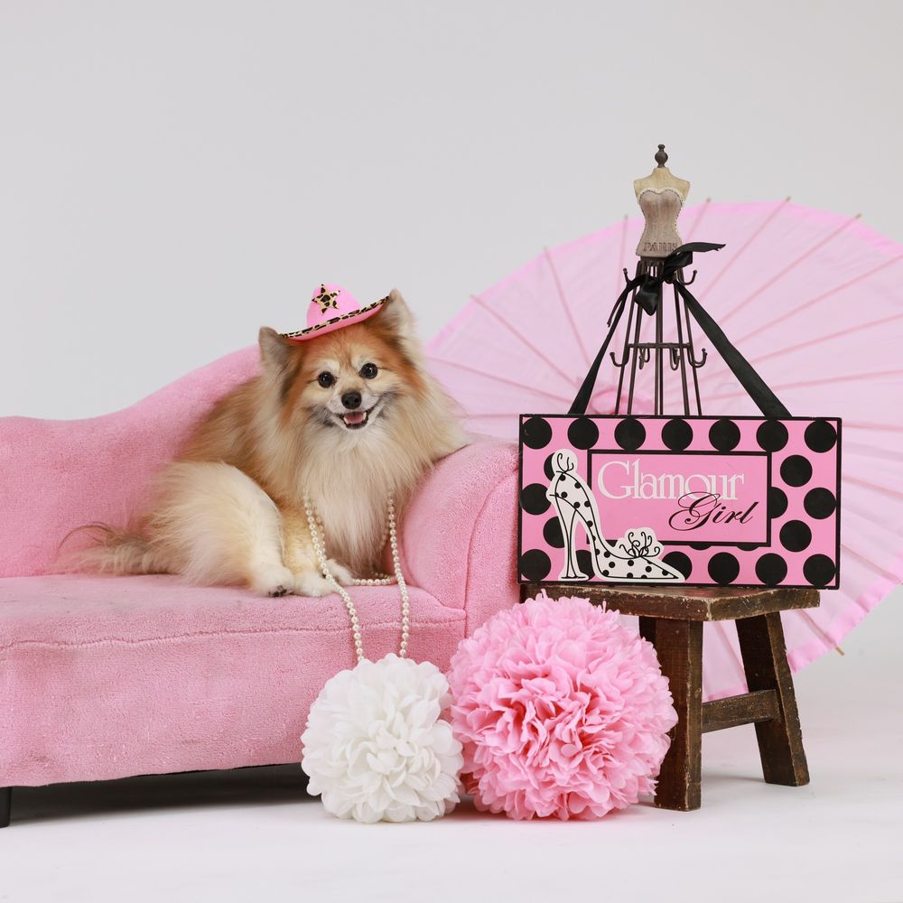 Hollywood Photo Studios - Pet photography - Session Photography Near Me - Phoenix, Arizona
