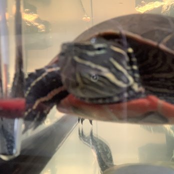 PetSmart - Turtle - Pet Training Near Me - Oklahoma City, Oklahoma
