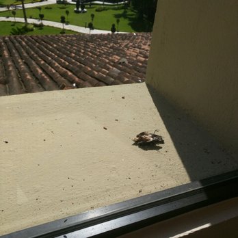 Occidental - Dead birds on my windowsill.  This is definitely drawing some of the bugs in the room.  Hotel takes no responsibility. - Hotels Near Me - Nuevo Vallarta, NAY