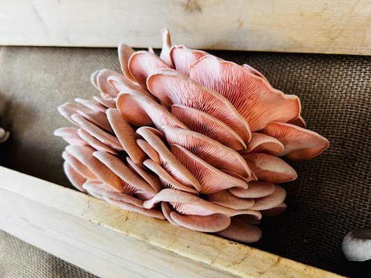 Santa Barbara Farmers Market // Saturday by null