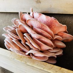 Santa Barbara Certified Farmers Market - Pink mushroom