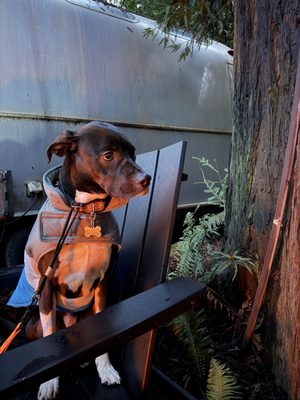 AutoCamp Sonoma by null