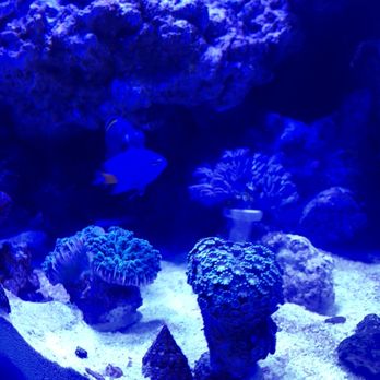 SjReef - Corals - Local Fish Stores Near Me - Dublin, California