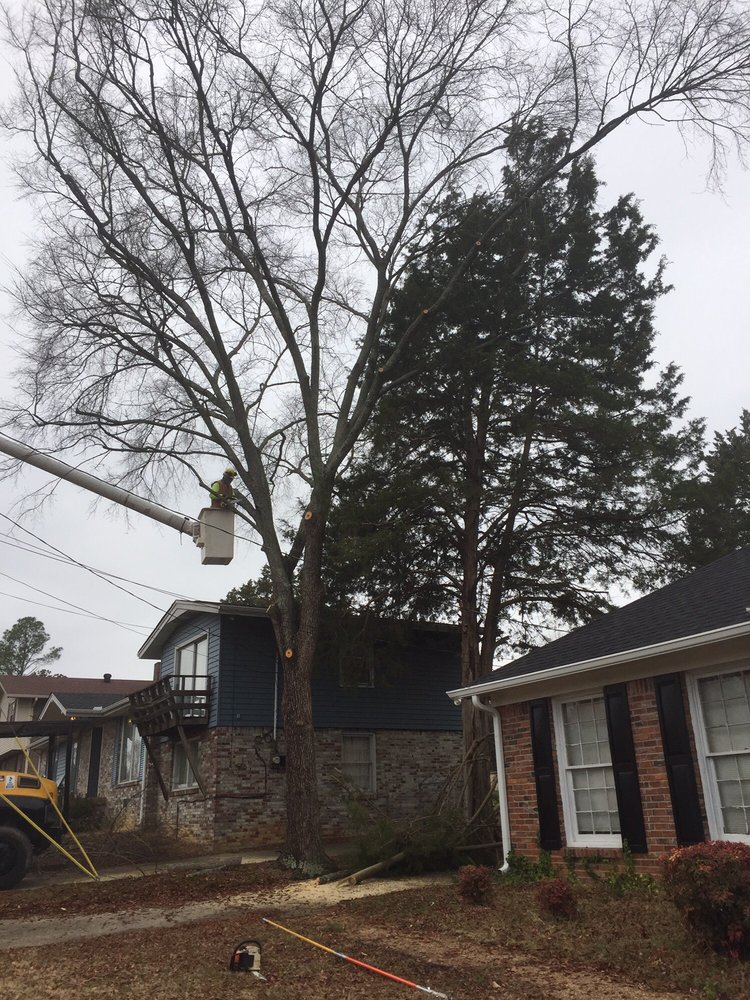 Karol's Tree Service - tree service in Nashville, TN