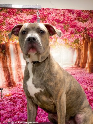 INWOOD ANIMAL CLINIC - Updated May 2025 - 246 Photos & 209 Reviews