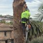 Photo of Arpo Tree Service
