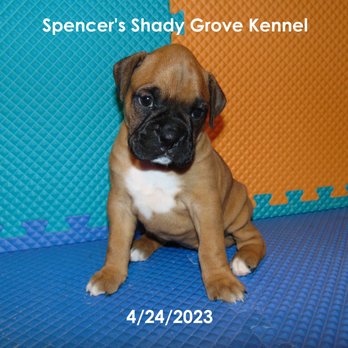 Spencer's Shady Grove Kennel - Boxer puppy - Pet Breeders Near Me