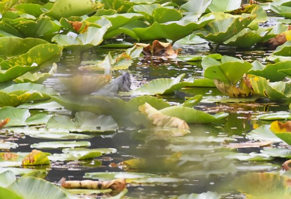 Otters Pond Bed and Breakfast by null