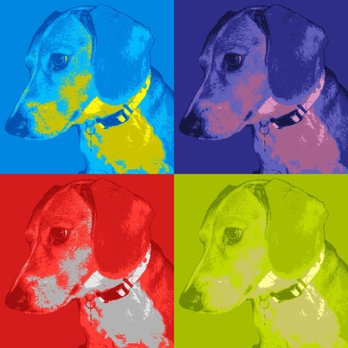 Pet Squad Chas - Dog Walkers Near Me