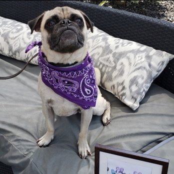 K9 Companions - Puggo 3 years old - Pet Training Near Me - Perris, California K9 Companions - Puggo 3 years old - Pet Training Near Me - Perris, California