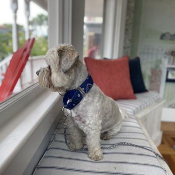 Paws on Pelham - Hotels Near Me - Newport, Rhode Island Paws on Pelham - Hotels Near Me - Newport, Rhode Island