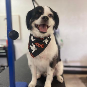 Barks NV Salon & Spa - Pet Groomers Near Me - Sparks, Nevada