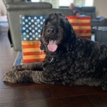 Paw In Hand - Veterinarians Near Me