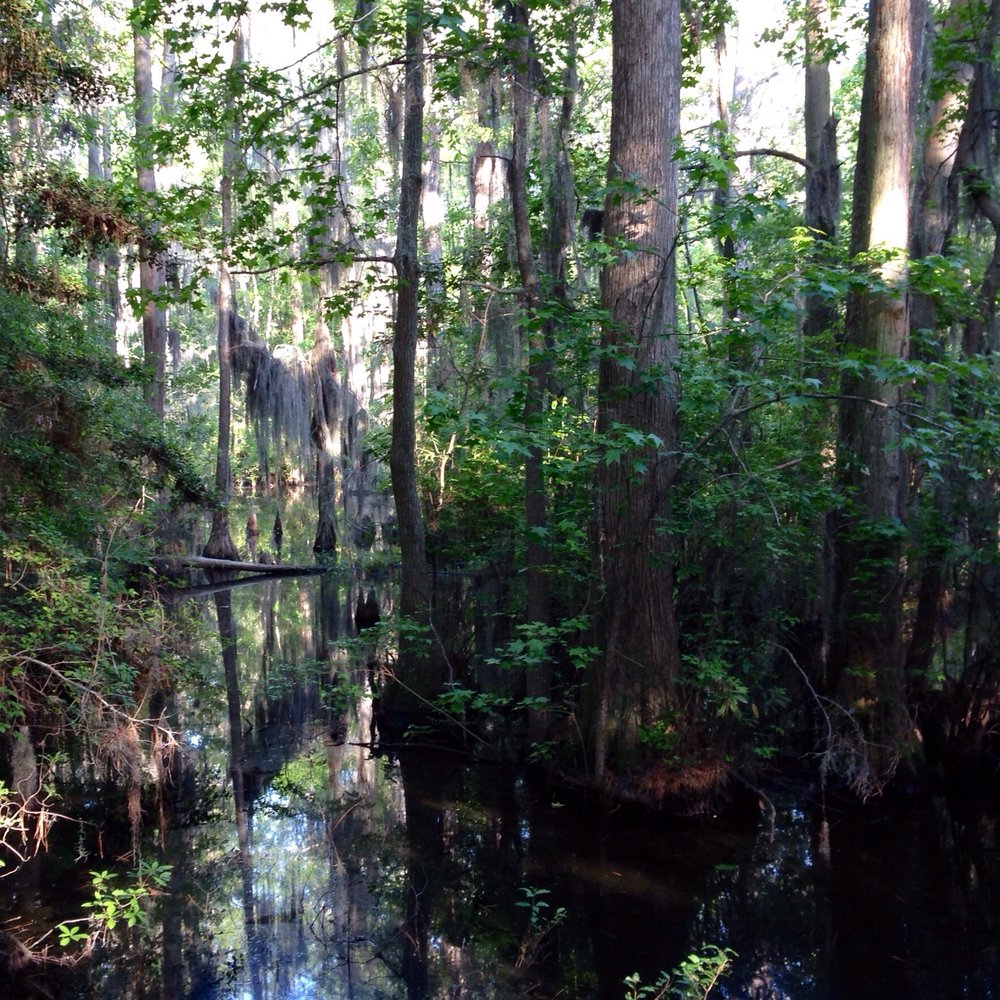 First Landing State Park - The 1.8 miles bald cypress trail... - Parks Near Me - Virginia Beach, Virginia First Landing State Park - The 1.8 miles bald cypress trail... - Parks Near Me - Virginia Beach, Virginia