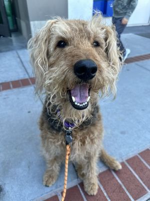 Dog walks - Our dog visits go beyond simple exercise; they are crafted to provide active canines with both physical and mental stimulation. As a part of this service, our sitters will also ensure your pet receives fresh water and is fed their meal as scheduled, providing a consistent and comprehensive experience.
30 minute visit - $28
60 minute visit - $55
Additional pet fee - $15 Dog walks - Our dog visits go beyond simple exercise; they are crafted to provide active canines with both physical and mental stimulation. As a part of this service, our sitters will also ensure your pet receives fresh water and is fed their meal as scheduled, providing a consistent and comprehensive experience.
30 minute visit - $28
60 minute visit - $55
Additional pet fee - $15