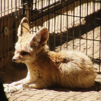 Wildlife Learning Center - Zoos Near Me - Sylmar, California