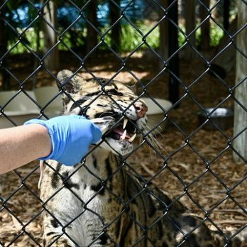 Panther Ridge Conservation Center - Zoos Near Me - Loxahatchee, Florida Panther Ridge Conservation Center - Zoos Near Me - Loxahatchee, Florida