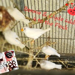 Pet Supermarket - Proud Mama.. Meet the new kids of the Flock(names to come) #yelpjax #zebrafinches #happinessintheenergythatsurroundsyou