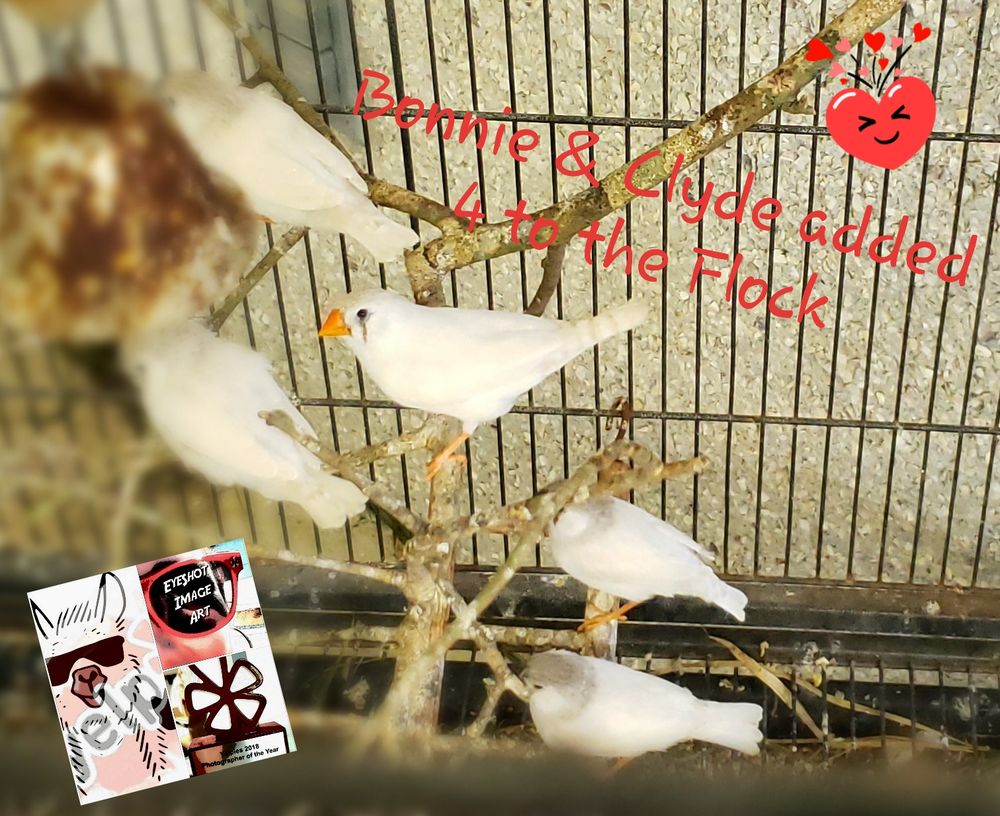 Pet Supermarket Image