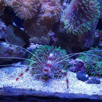 Austin Aquarium - Aquariums Near Me - Austin, Texas Austin Aquarium - Aquariums Near Me - Austin, Texas