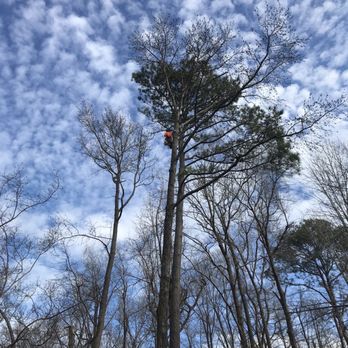 Aubrey's Tree Service & Landscaping - Tree climber - Tree Services Near Me - Chesapeake, Virginia Aubrey's Tree Service & Landscaping - Tree climber - Tree Services Near Me - Chesapeake, Virginia