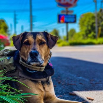 Dairy Queen Grill & Chill - Boomer the doggo sitting outside of the best restaurant in cranberry! - Ice Cream & Frozen Yogurt Near Me - Cranberry Township, Pennsylvania Dairy Queen Grill & Chill - Boomer the doggo sitting outside of the best restaurant in cranberry! - Ice Cream & Frozen Yogurt Near Me - Cranberry Township, Pennsylvania