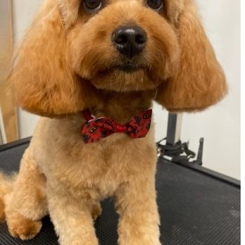 Wet Noses Sarasota - After - Pet Groomers Near Me - Sarasota, Florida Wet Noses Sarasota - After - Pet Groomers Near Me - Sarasota, Florida