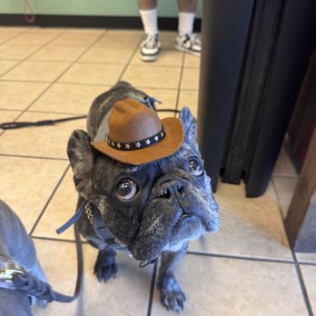 Hi-Desert Tails - Pet Stores Near Me - Yucca Valley, California