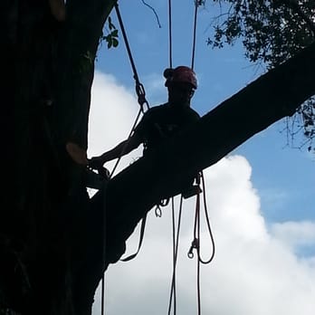 JP Trees and Landscaping - a man climbing a tree - Landscaping Near Me - Winter Garden, Florida JP Trees and Landscaping - a man climbing a tree - Landscaping Near Me - Winter Garden, Florida
