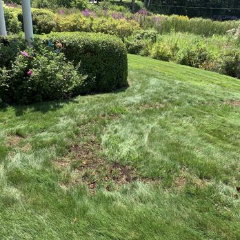 Mainely Grass - front lawn - Lawn Services Near Me - Bedford, New Hampshire