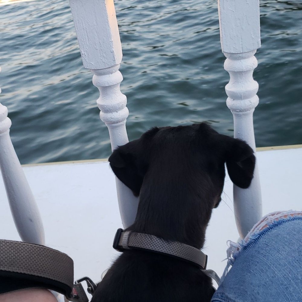 Big Bear Queen - Our dog even had a great time! - Boat Charters Near Me - Big Bear Lake, California Big Bear Queen - Our dog even had a great time! - Boat Charters Near Me - Big Bear Lake, California