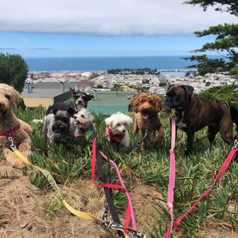 Trail Waggers - Dog Walkers Near Me