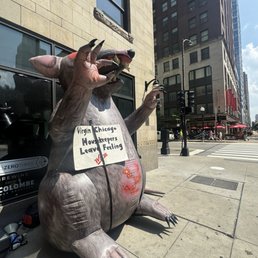 Rat outside the hotel Rat outside the hotel