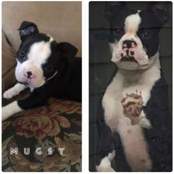 Pauley's Pups - Mugsy is Angel's puppy. 5 yrs ago and now. - Pet Stores Near Me - Ashland, Virginia Pauley's Pups - Mugsy is Angel's puppy. 5 yrs ago and now. - Pet Stores Near Me - Ashland, Virginia