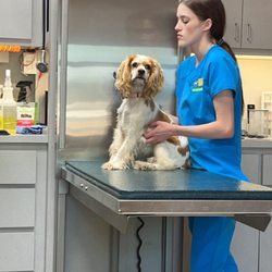 Coulter Animal Clinic - My puppy