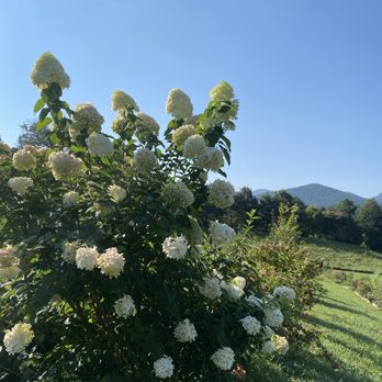 The Never Ending Flower Farm - Hydrangeas!! - Florists Near Me - Barnardsville, North Carolina The Never Ending Flower Farm - Hydrangeas!! - Florists Near Me - Barnardsville, North Carolina