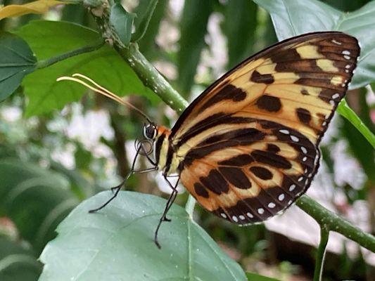 Cockrell Butterfly Center by null