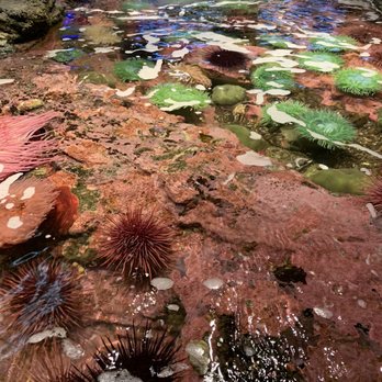 Seattle Aquarium - Aquariums Near Me - Seattle, Washington Seattle Aquarium - Aquariums Near Me - Seattle, Washington