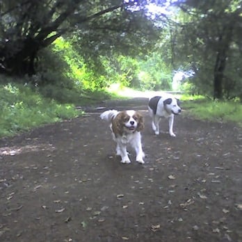 Holly's Hounds - Bradley on a Hike with Hollyce - Dog Walkers Near Me Holly's Hounds - Bradley on a Hike with Hollyce - Dog Walkers Near Me