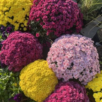 Strader's Garden Center - Lovely mums - Nurseries & Gardening Near Me - Columbus, Ohio