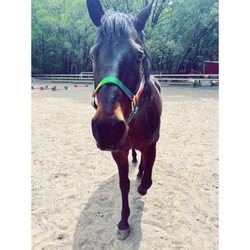 Pencil Belly Ranch - Beau in the arena