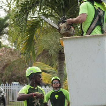 Bartlett Tree Experts - Need a lift to trim the Royal Poinciana tree! - Tree Services Near Me - Oakland Park, Florida